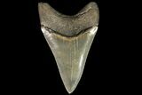 Serrated, Fossil Megalodon Tooth - Dagger! #78208-2